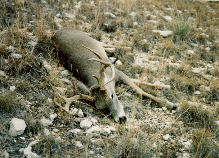 photograph by Russell Holder