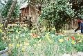 Daffodil Hill from RuslH