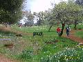 Daffodil Hill from StanB