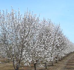 Capay Valley Almond Festival - 14MAR10