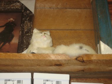 photograph by Russell Holder