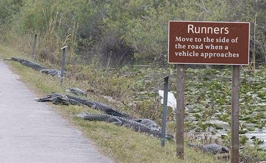 no runners in the Everglades
