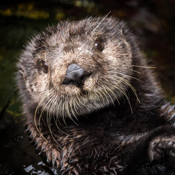 Sea Otter Cam