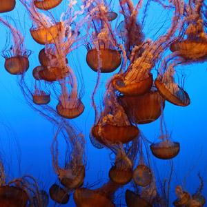 Jelly Cam (sea nettles)
