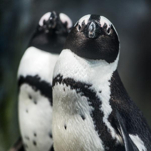 Penguin Cam